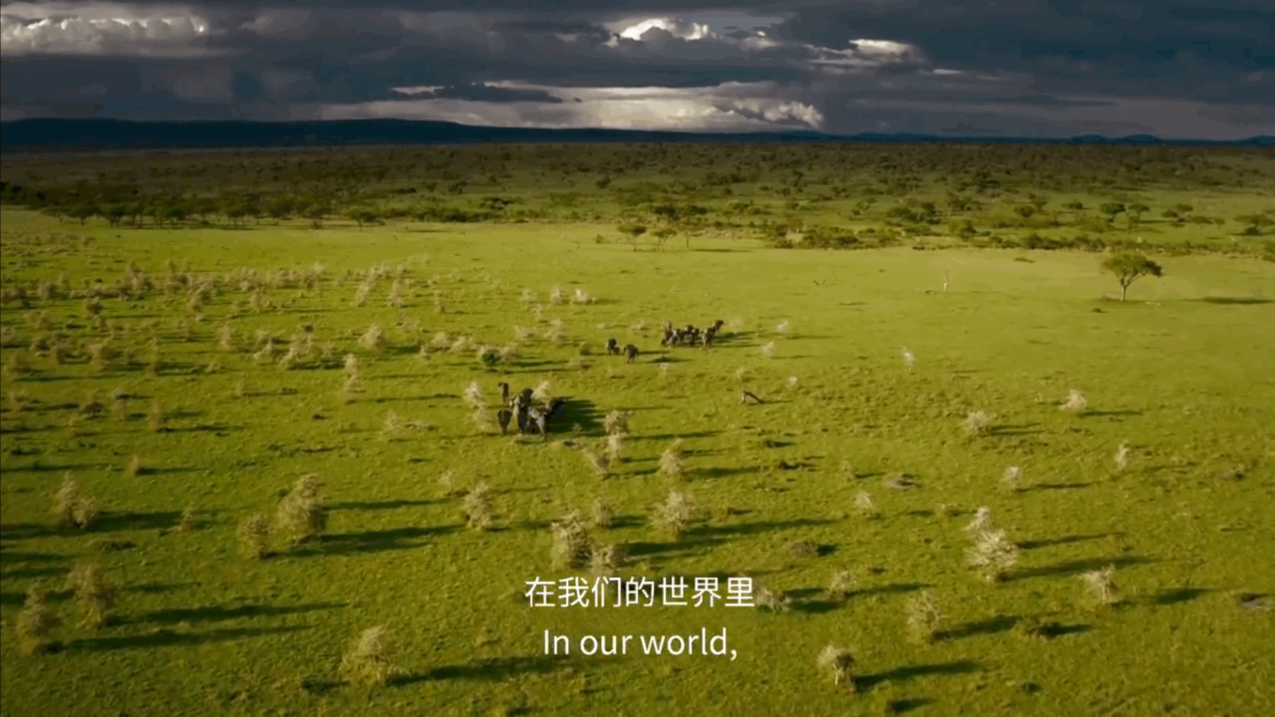 BBC纪录片《塞伦盖蒂》中的经典解说词 职场进化 第2张 BBC纪录片《塞伦盖蒂》中的经典解说词 职场进化 第2张