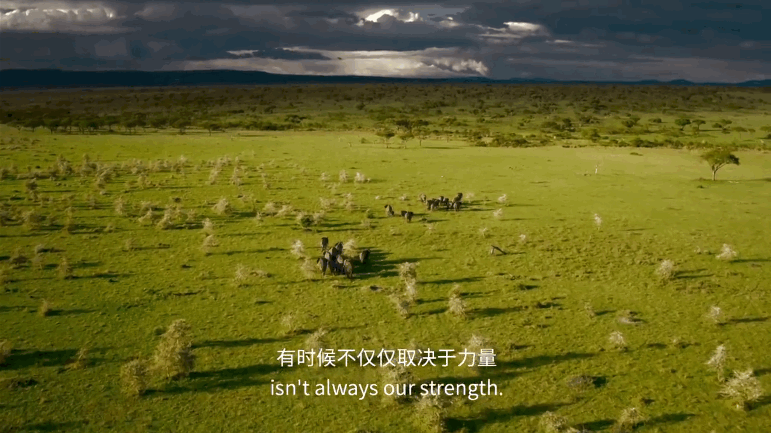 BBC纪录片《塞伦盖蒂》中的经典解说词 职场进化 第4张 BBC纪录片《塞伦盖蒂》中的经典解说词 职场进化 第4张