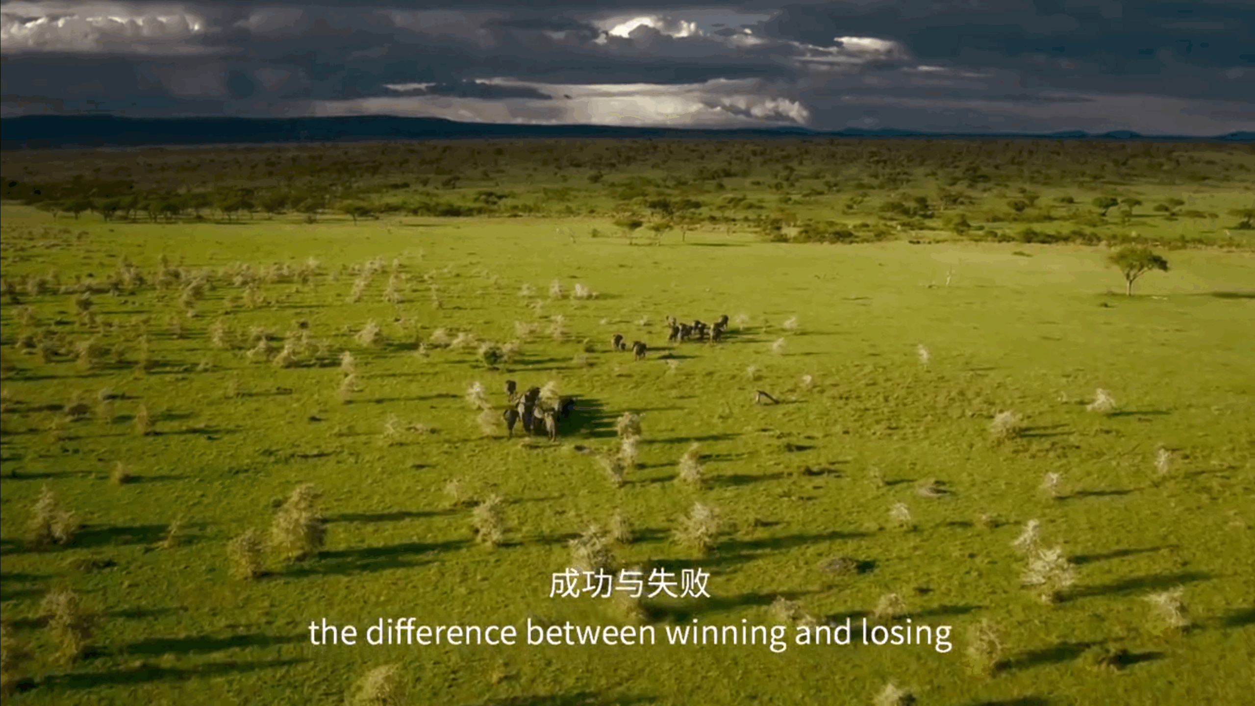 BBC纪录片《塞伦盖蒂》中的经典解说词 职场进化 第3张 BBC纪录片《塞伦盖蒂》中的经典解说词 职场进化 第3张