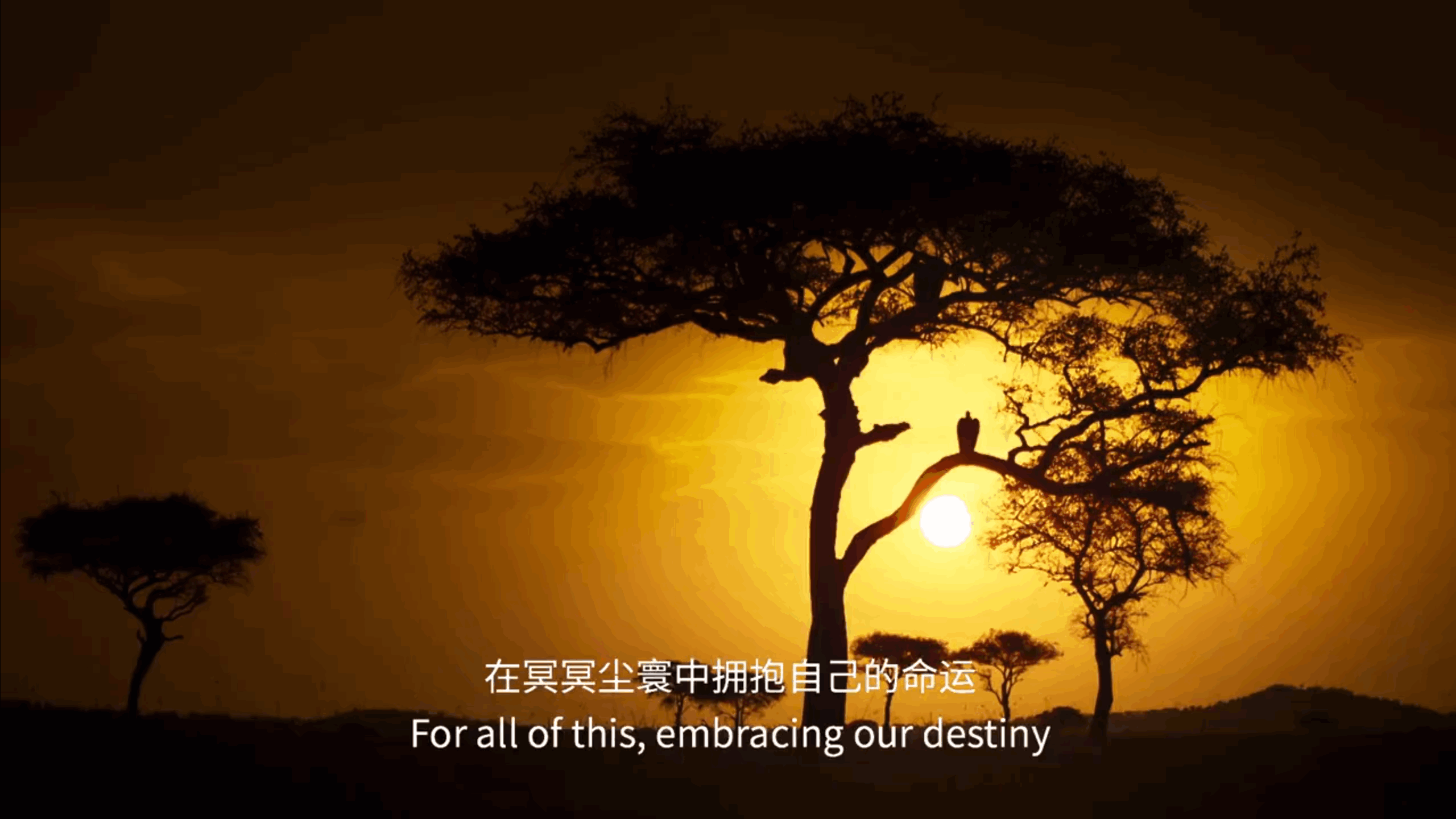 BBC纪录片《塞伦盖蒂》中的经典解说词 职场进化 第7张 BBC纪录片《塞伦盖蒂》中的经典解说词 职场进化 第7张