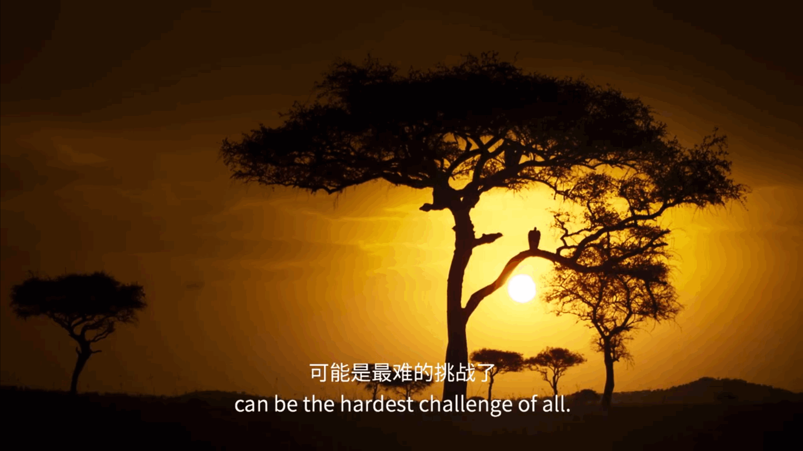 BBC纪录片《塞伦盖蒂》中的经典解说词 职场进化 第8张 BBC纪录片《塞伦盖蒂》中的经典解说词 职场进化 第8张