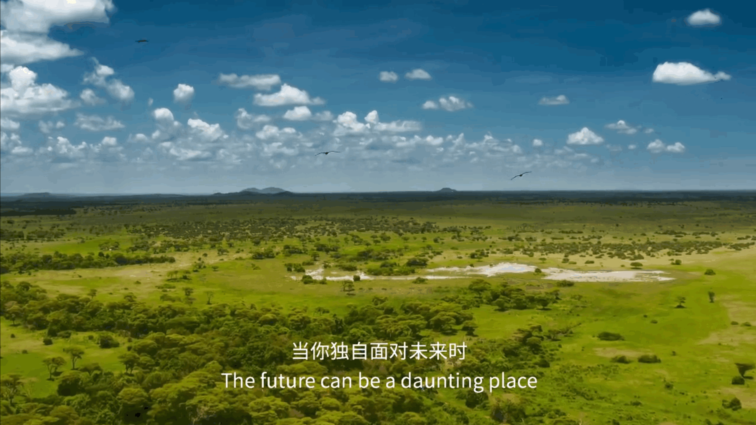 BBC纪录片《塞伦盖蒂》中的经典解说词 职场进化 第12张 BBC纪录片《塞伦盖蒂》中的经典解说词 职场进化 第12张