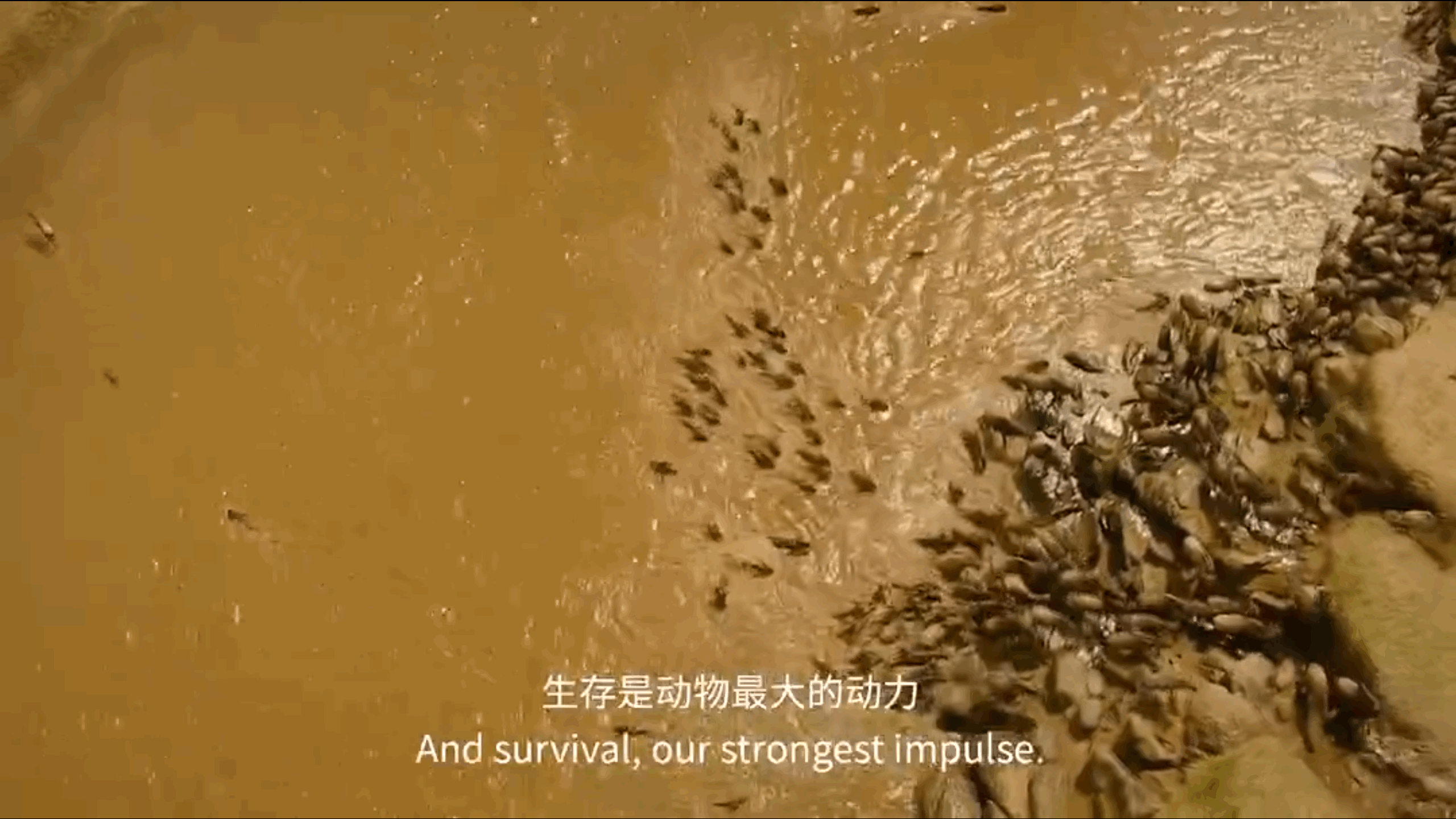 BBC纪录片《塞伦盖蒂》中的经典解说词 职场进化 第16张 BBC纪录片《塞伦盖蒂》中的经典解说词 职场进化 第16张