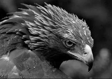 鹰的重生(百看不厌) 好文收藏 第12张 鹰的重生(百看不厌) 好文收藏 第12张