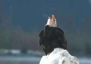 鹰的重生(百看不厌) 好文收藏 第11张 鹰的重生(百看不厌) 好文收藏 第11张