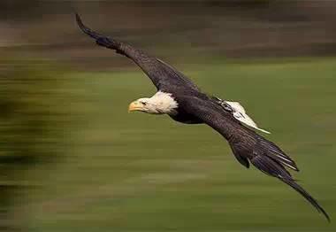 鹰的重生(百看不厌) 好文收藏 第15张 鹰的重生(百看不厌) 好文收藏 第15张