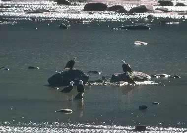 鹰的重生(百看不厌) 好文收藏 第16张 鹰的重生(百看不厌) 好文收藏 第16张