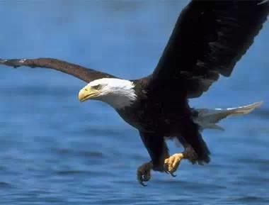 鹰的重生(百看不厌) 好文收藏 第4张 鹰的重生(百看不厌) 好文收藏 第4张