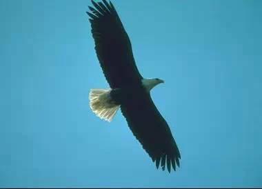 鹰的重生(百看不厌) 好文收藏 第18张 鹰的重生(百看不厌) 好文收藏 第18张