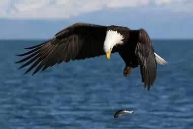 鹰的重生(百看不厌) 好文收藏 第6张 鹰的重生(百看不厌) 好文收藏 第6张