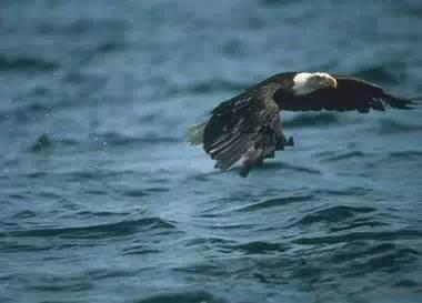 鹰的重生(百看不厌) 好文收藏 第5张 鹰的重生(百看不厌) 好文收藏 第5张