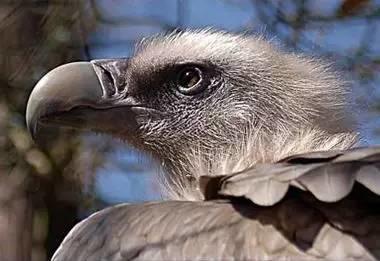 鹰的重生(百看不厌) 好文收藏 第7张 鹰的重生(百看不厌) 好文收藏 第7张