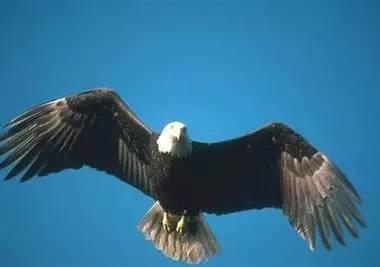 鹰的重生(百看不厌) 好文收藏 第19张 鹰的重生(百看不厌) 好文收藏 第19张