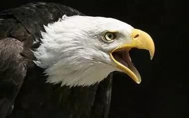 鹰的重生(百看不厌) 好文收藏 第9张 鹰的重生(百看不厌) 好文收藏 第9张