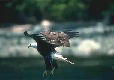 鹰的重生(百看不厌) 好文收藏 第13张 鹰的重生(百看不厌) 好文收藏 第13张