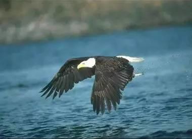 鹰的重生(百看不厌) 好文收藏 第8张 鹰的重生(百看不厌) 好文收藏 第8张