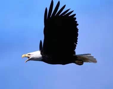 鹰的重生(百看不厌) 好文收藏 第17张 鹰的重生(百看不厌) 好文收藏 第17张