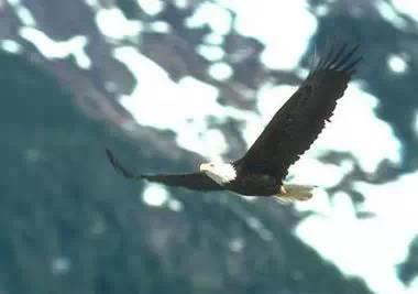 鹰的重生(百看不厌) 好文收藏 第10张 鹰的重生(百看不厌) 好文收藏 第10张