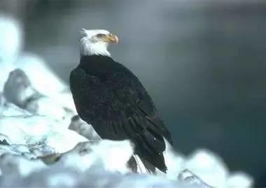 鹰的重生(百看不厌) 好文收藏 第14张 鹰的重生(百看不厌) 好文收藏 第14张