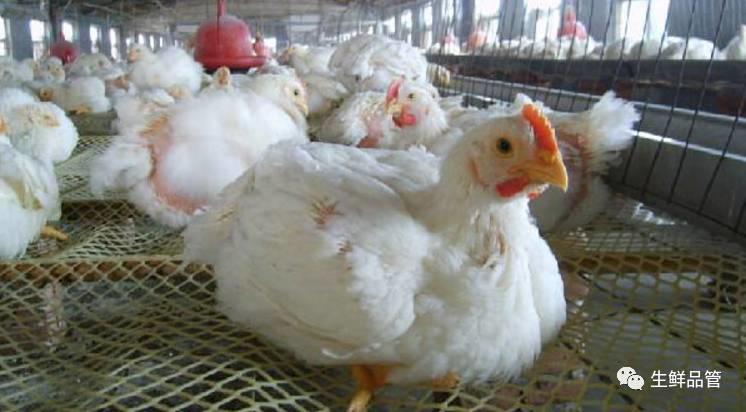 肉鸡养殖成本与利润概算分析 好文收藏 肉鸡养殖成本与利润概算分析 好文收藏