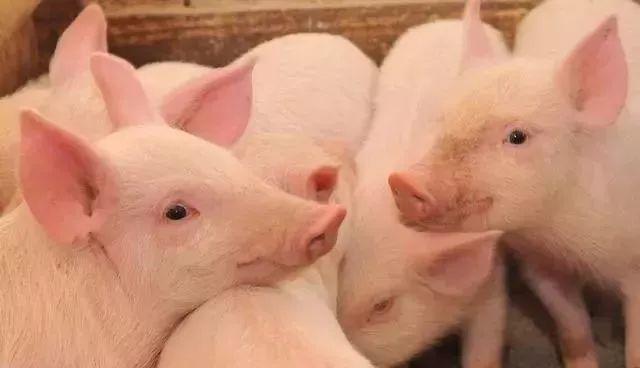 卢锋:猪周期中观察“南猪北养” 行业案例 第1张 卢锋:猪周期中观察“南猪北养” 行业案例 第1张