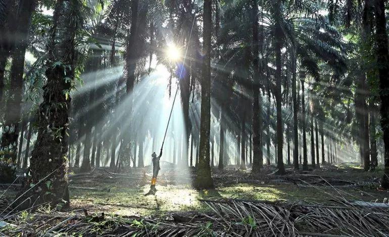 【转载】揭秘身边的“世界油王”棕榈油:为什么在市场上看不到? 行业案例 第18张 【转载】揭秘身边的“世界油王”棕榈油:为什么在市场上看不到? 行业案例 第18张