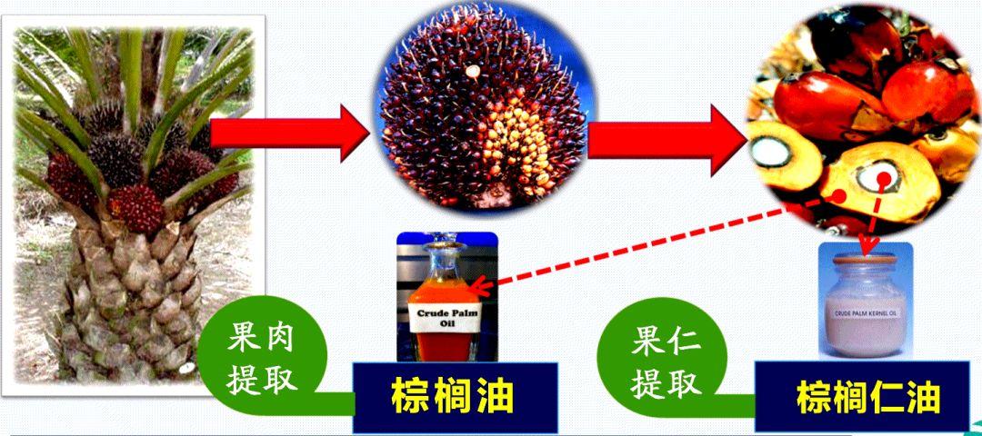 【转载】揭秘身边的“世界油王”棕榈油:为什么在市场上看不到? 行业案例 第3张 【转载】揭秘身边的“世界油王”棕榈油:为什么在市场上看不到? 行业案例 第3张