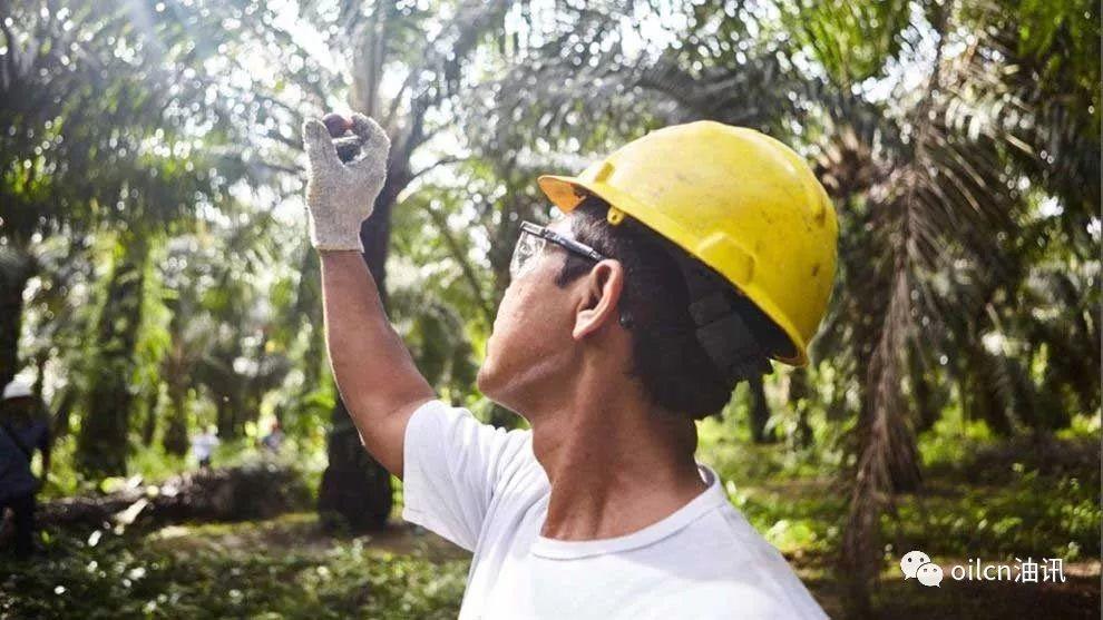 【转载】油王称霸录:为什么棕榈油近几十年突然发展起来? 行业案例 第4张 【转载】油王称霸录:为什么棕榈油近几十年突然发展起来? 行业案例 第4张