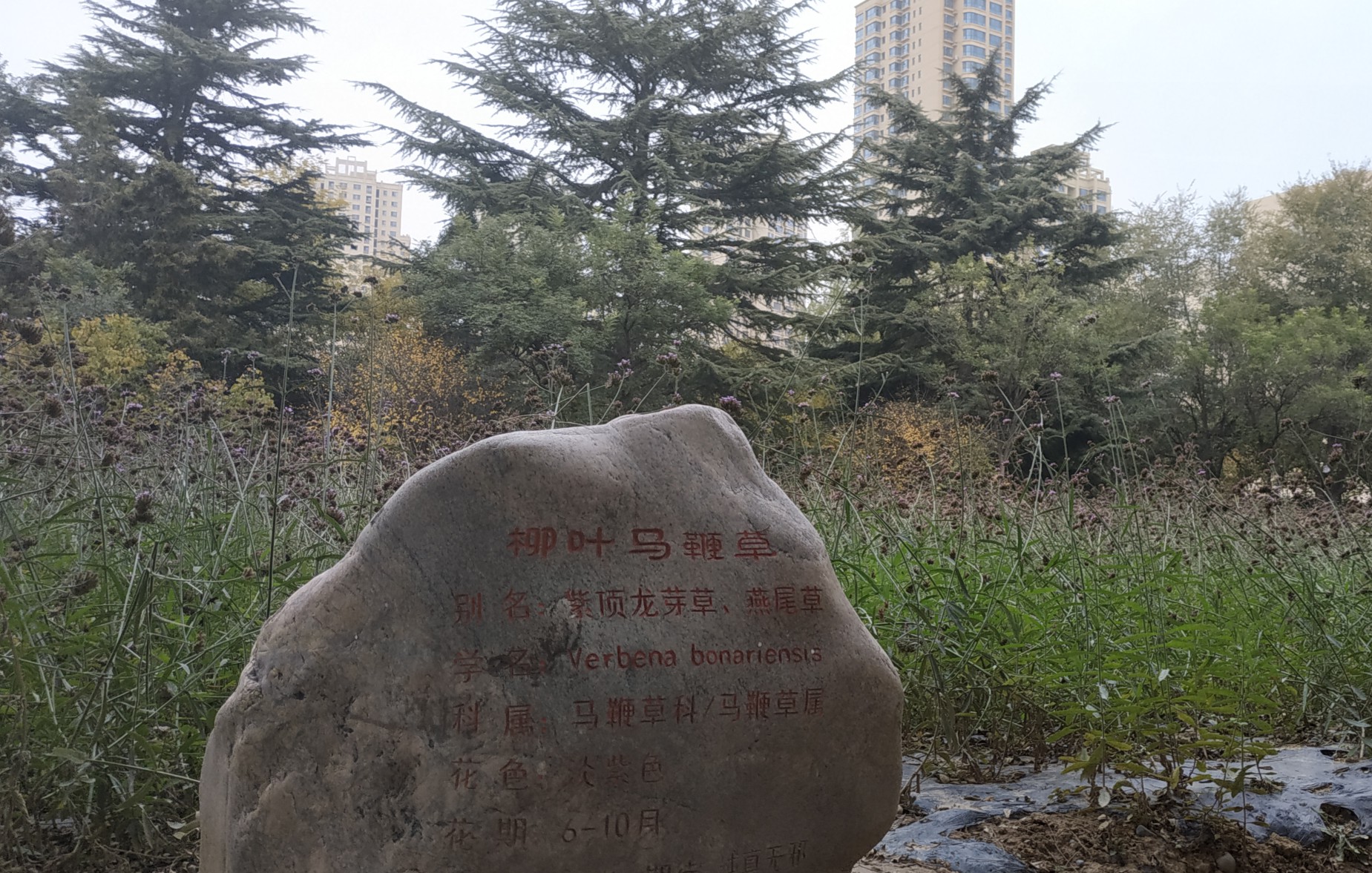 出差兰州感受西北师范大学历史与风景 工作思考 第7张 出差兰州感受西北师范大学历史与风景 工作思考 第7张