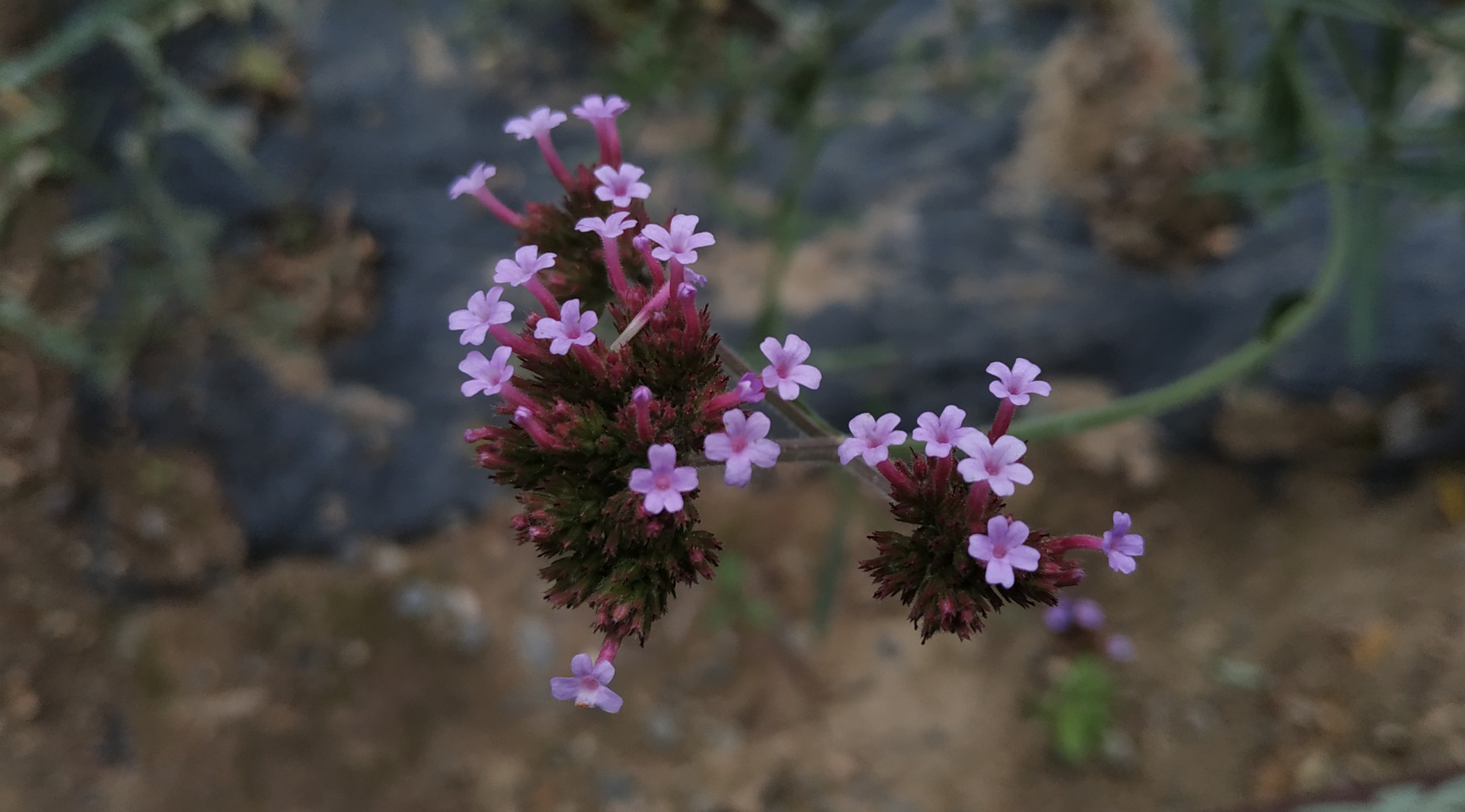 出差兰州感受西北师范大学历史与风景 工作思考 第8张 出差兰州感受西北师范大学历史与风景 工作思考 第8张