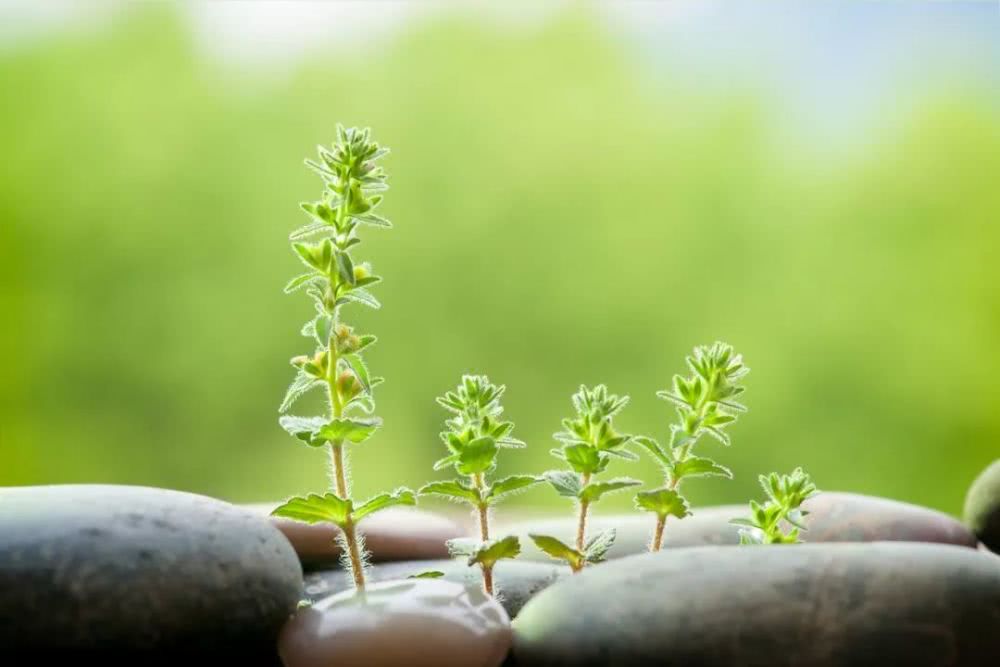 品牌农业面临的痛点 行业案例 第2张 品牌农业面临的痛点 行业案例 第2张